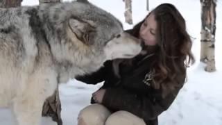 Colorado Wolf and peoples Wildlife Center