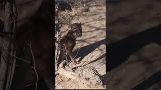 These One Month Old HYENA Pups Will Make Your Heart Melt! 