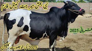 Boht munasib rates me available animals | Nabi Bux Mirjat cattle | Sindhi Cattle Market