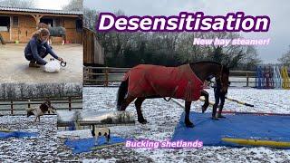 A DIFFERENT KIND OF VLOG | Shetlands bucking and desensitisation!