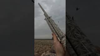 НАЛЁТ БОЛЬШОЙ СТАИ! Охота на гуся 2024. #hunting