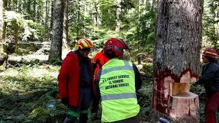 Crosscut felling in Region 6. Finishing the backcut on an open face