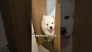 养狗真的会改变一个人吗？ #萨摩耶 #萌宠