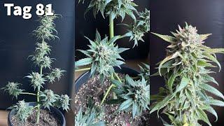 Dutch Passion - Auto Orange Bud | Grow-Dokumentation | 2024 Balkon-Grow mit Zeltunterstützung