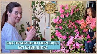 Как правильно обрезать бугенвиллию/ bougainvillea cutting (часть 1 )