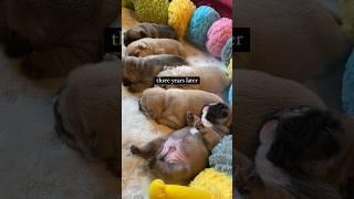 French Bulldog Puppies from 10 days old to 3 years old transformation growing up #puppy #dog #shorts