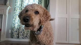 Farfel The Goldendoodle barking