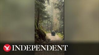 Huge black bear stalks group along hiking trail in Canada