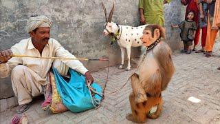 Bandar ka khel | Bandar ka tamasha | बंदर का खेल | monkey full drama | monkey funny video