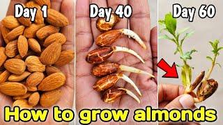 How to grow almonds from seeds, How to grow almond tree at home