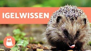 8 FAKTEN über Igel, die du kennen solltest