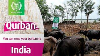  Send your Qurban with Human Appeal Australia to India 