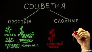 Виды соцветий| Биология