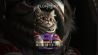 ElonXCat Where Epic Memes Shoot for the Stars