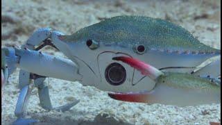 Will Robot Spy Crab Survive The Killer Punch Of A Peacock Mantis Shrimp