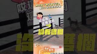 吉度瘋狂! 吉娃娃興奮奔向湖　男飼主笑喊:牠跳的話我就跳!｜TVBS新聞@TVBSNEWS01