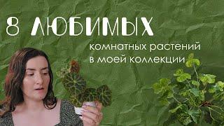  Любимые растения в моей коллекции.