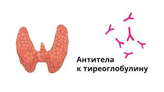 Антитела к тиреглобулину и другие маркеры тиреоидита