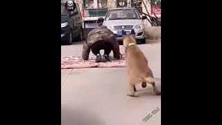 Веселая разминка #лайк #собака #dog #россия