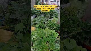 ਸਬਜ਼ੀਆ ਲਈ ਮੀਹ ਵਿੱਚ ਧਿਆਨ ਰੱਖਿਓ #terracegarden #rain #tips #vegetables #shorts @OrganicGardening1918