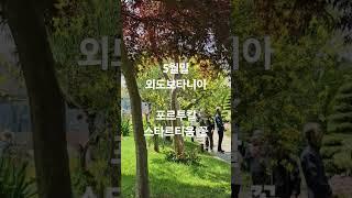 5월말 외도보타니아 포르투칼의 대표꽃 스파르티움 #거제여행필수코스 #외도1385번째 #5월외도보타니아