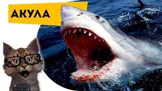 Science for kids Animals | Sharks | Simon Scientist