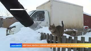 Мёртвая хватка: собаки всё чаще  нападают на жителей Мордовии