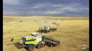 GROTE Colorado Tarweoogst 12 Claas Lexion-maaidorsers