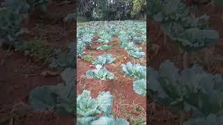 plantação de couve #hortaliças#couve#sítio#nature#chacara#vidanaroça#rafaela Costa