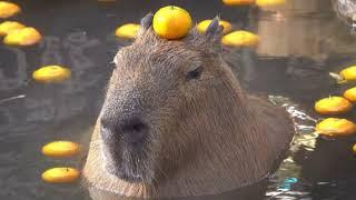 Capybara - Capybara Tiktok song