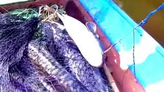 Wow..Biggest Fish | Fisherman in Indonesia #fish #viral #video