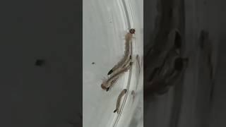 Wriggling movement of dengue mosquito larvae #labwork #aedesaegypti #dengue#larva#insects #ytshorts