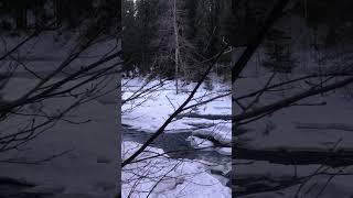 Прогулка по лесу #nature #love #путешествия #водопад #Долинаводопадов