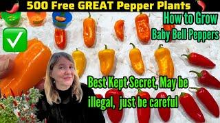 How to Grow Peppers FREE, Best Kept Secret on Getting TONS of FREE Seeds so Easy to Container Garden