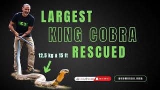 Largest king cobra rescued