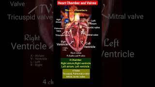Heart Anatomy l Heart chamber and valves Name l #shorts