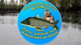 Как поймать Линя и Золотистого линя на Карасёвом пруду [АРХИВ] | Реальная Рыбалка