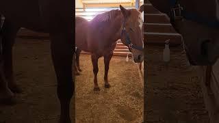 Fascia and Cranial Unwinding with Holistic Horseworks