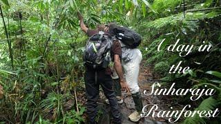 Sinharaja Rainforest Expedition