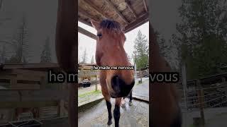 How the Horses Think They Were Adopted 