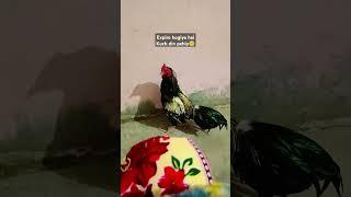 Jawa Mushka #mhcreator #aseelmurga #mehboobofficial #growmyaccount #rooster