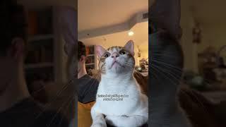 Dave meets a child #indooroutdoorkat #cats #catshorts
