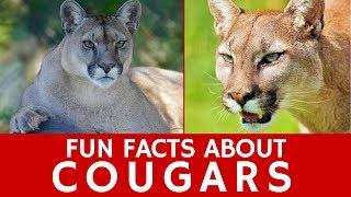 All about Cougars (Puma Concolor) for Learners and Interesting Wild Cat Facts