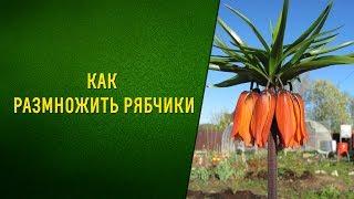 Как размножить рябчики