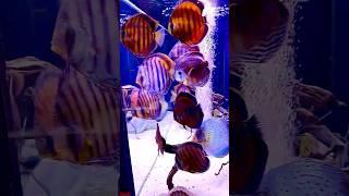 Big discus tank #aquariumfish #дискусы #discus .