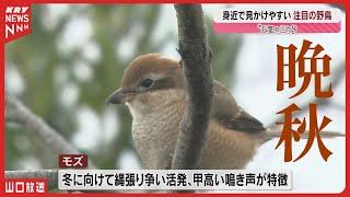 【野鳥の魅力】晩秋のバードウォッチングを楽しもう！冬の使者ナベヅルも到来！天気のミカタ