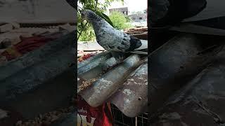 #shortvideos #kabootar #pigeonwings #shoertsfeed #pigeonlover #whitepigeon #viralvideos #bird #fancy