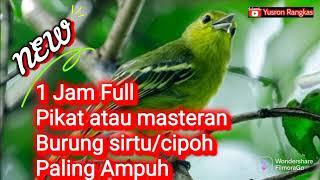 Pikat atau masteran burung cipoh paling ampuh, Suara Pedas @yusron_kicau