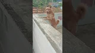 #shortvideo # Bhairava vs liya playing Time # cuties # shorts feed