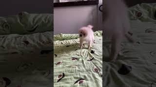 Спасибо за подписку‍️ #humor #comedia #memes #familia #dance #dog#